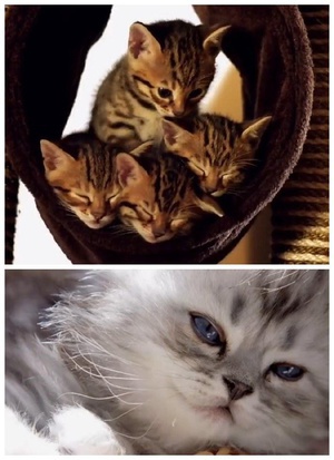 С؈ The Secret Life of Puppies and Kittens