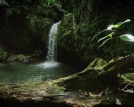 Ȼ磺-֮u Natural World: Puerto Rico- Island of Enchantment